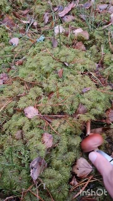 ЗА ГРИБАМИ поздней осенью, лес засыпает но ГРИБЫ ЕСТЬ ? смотреть онлайн