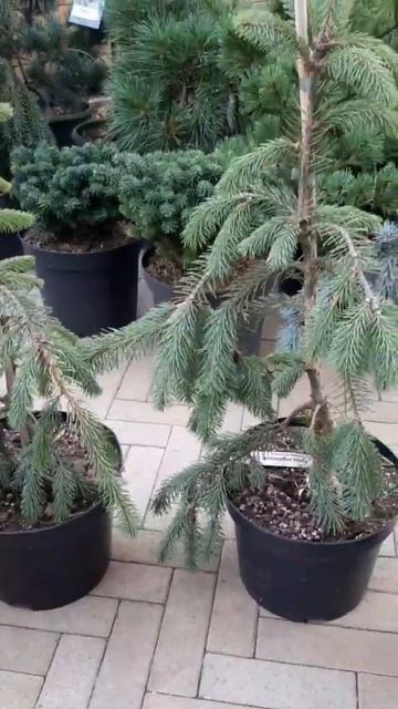 🌲Ель Энгельмани Пендула | Telegram: https://t.me/love_is_hvoiny_dvorik смотреть онлайн