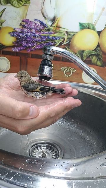 Гибридизация 2025г. Первое купание. #birds #birdslover #birdsounds