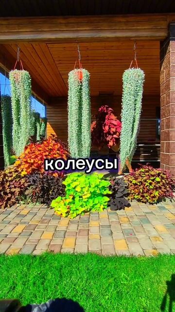 Цветочная композиция.Дихондра, колеус, ипомея батат #ц смотреть онлайн