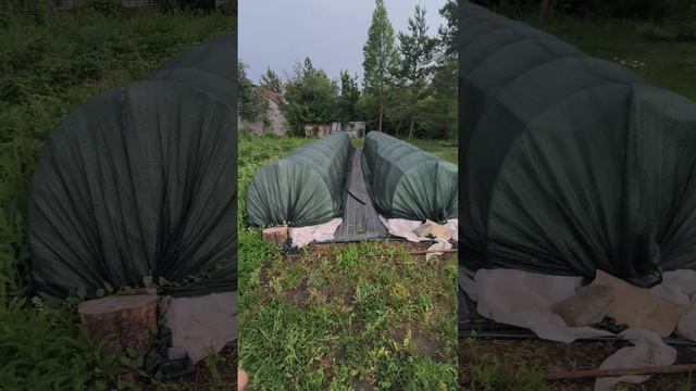 Почему у меня череночники укрыты спанбондом а не поенкой? Обсуждали это в моем телеграмм канале смотреть онлайн