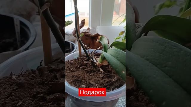 подарок от внуков#Орхидеи#красота #наслаждение##любим? смотреть онлайн