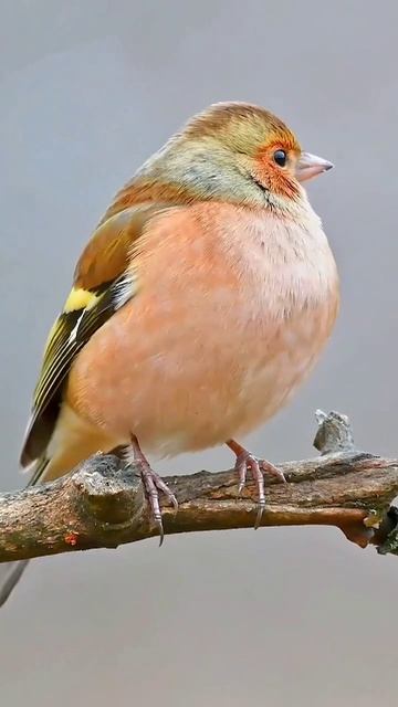 Зяблики не только одни из самых ярких садовых птиц. смотреть онлайн