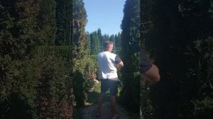 Арка из туи своими руками без металлического каркаса ?
