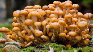 Природное сообщество 5 класс