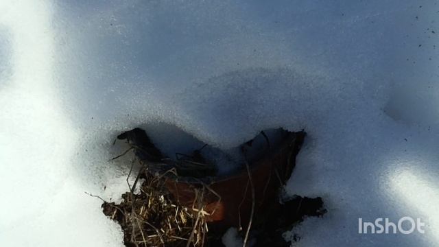 Начало 2-го сезона "Сад и огород"!!! смотреть онлайн