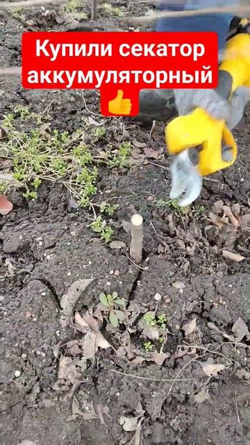 Секатор аккумуляторный. СУПЕР гаджет #секатор #shorts #да? смотреть онлайн