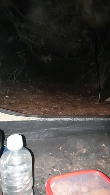 Wee Little Guy Stops by my Tent's Porch, Springbrook🏕️Маленький малыш посещ смотреть онлайн