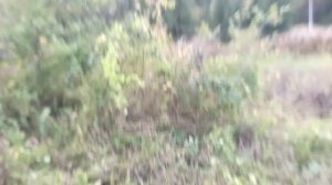 Косим триммером сильно заросшее место на участке в де?