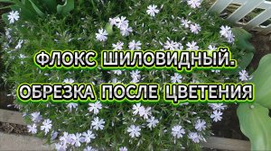 Флокс шиловидный. Обрезка после цветения.