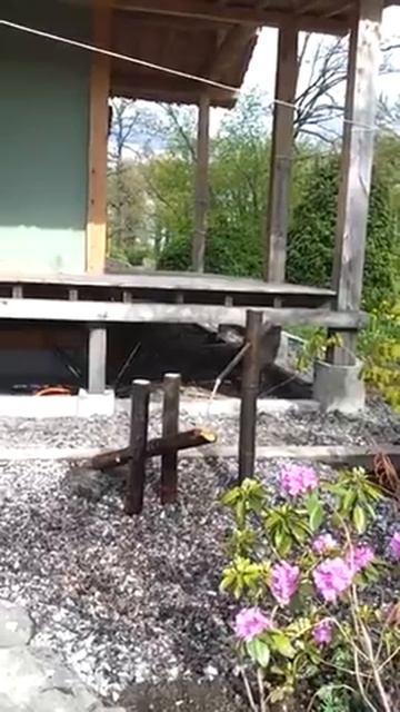 Сиси-одоси в Ботаническом саду Санкт-Петербурга смотреть онлайн