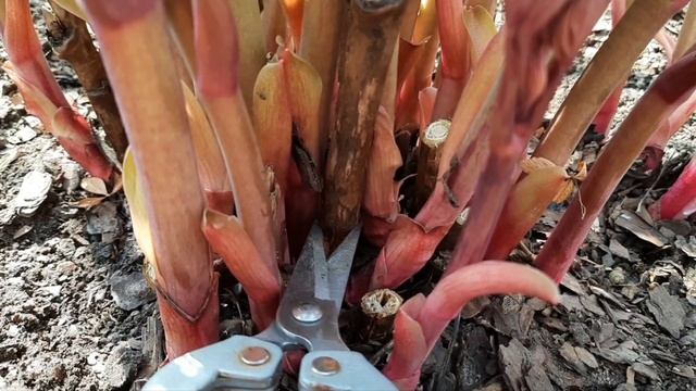 ПИОН БАРТЗЕЛЛА почки на старых побегах 16.04.2025 смотреть онлайн