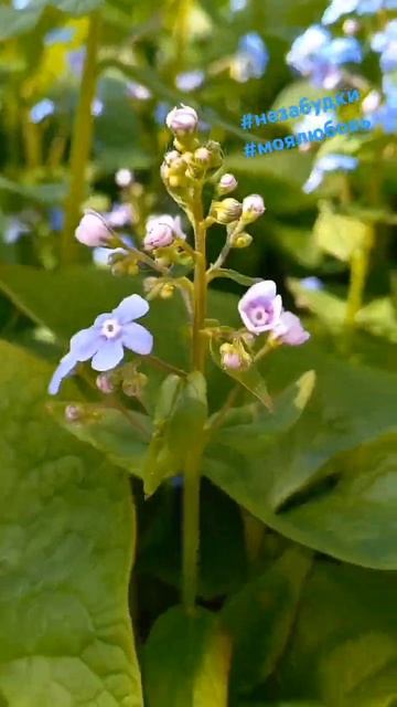 Весна радует🩵💙💚 #незабудки #май25 #мои цветы #любовь смотреть онлайн