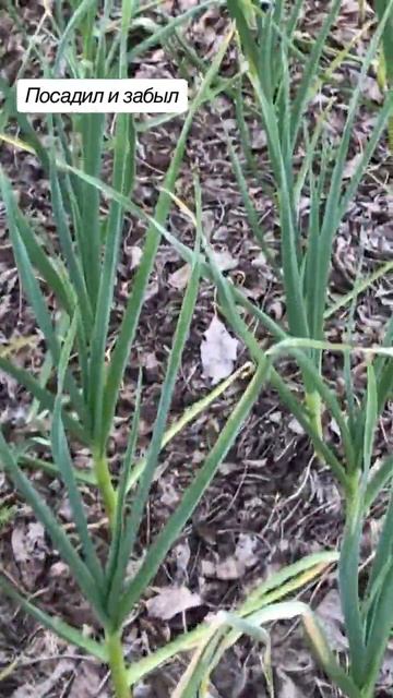 Чеснок без прополки(1) смотреть онлайн