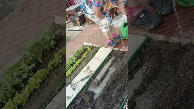 Зачем сеять укроп щепоткой смотреть онлайн