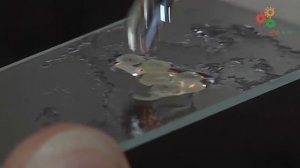 Анатомия растений. Изготовление и изучение поперечных срезов растений (М.Нилова)