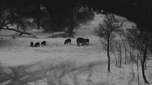 Монокуляр тепловизионный Sytong XS06-35LRF