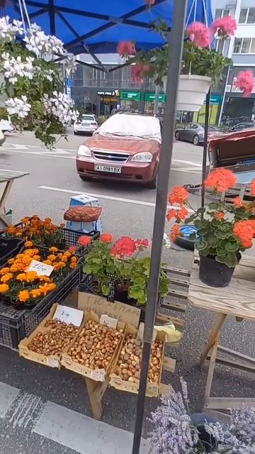 👍❤️🔥🇺🇦🤠НА ЯРМАРКЕ ЕСТЬ ВСЕ! #ukraine #цветы #shorts смотреть онлайн