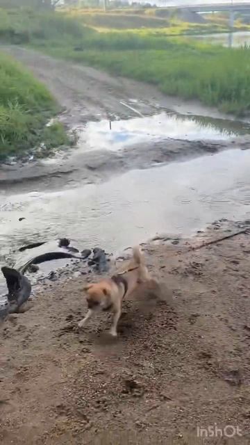 Чихуа Хуа. Малыш Дези. 🤪🤩 Шило в одном месте…😂#shorts#ч смотреть онлайн