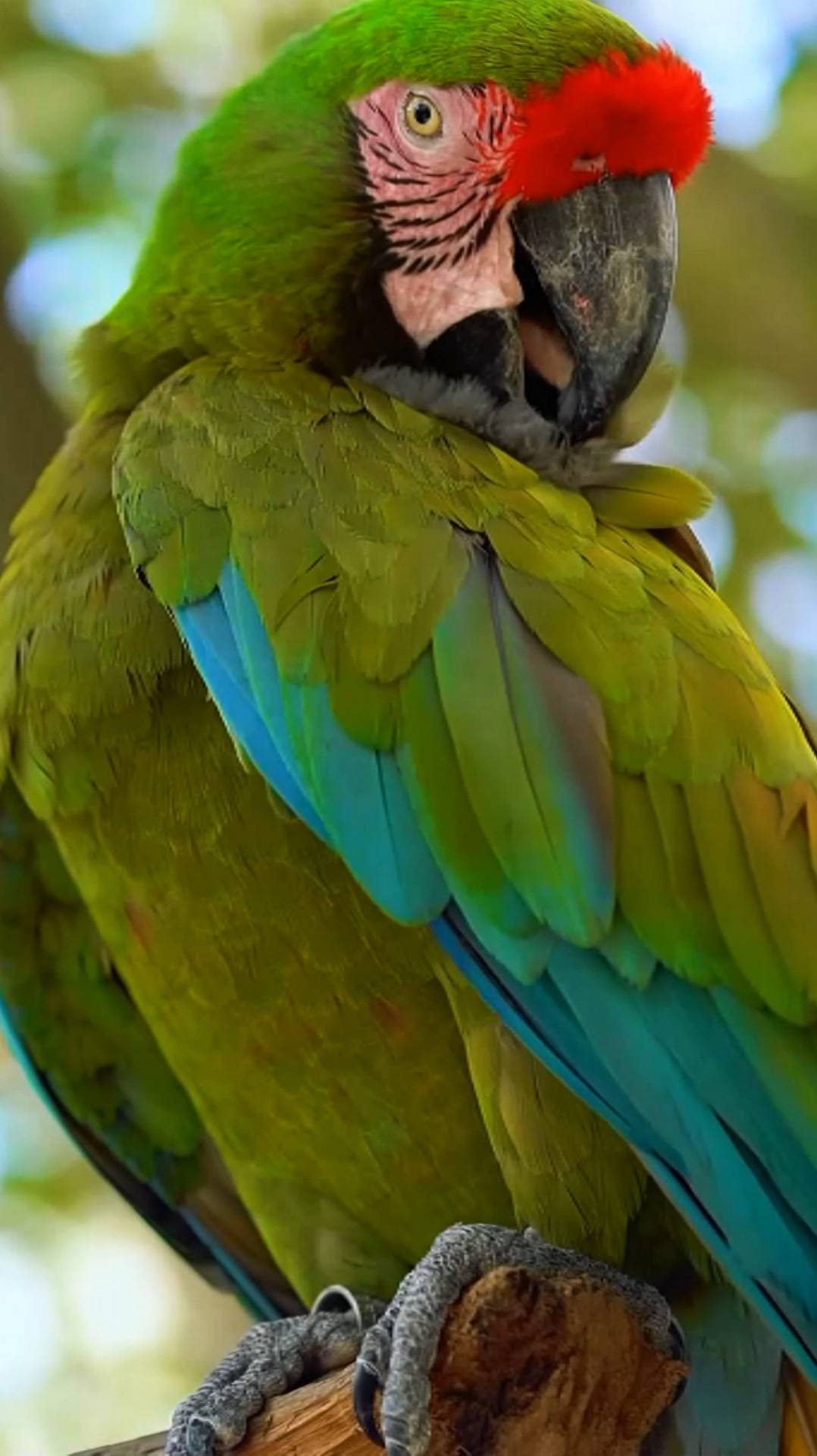 Попугай Кеша. смотреть онлайн