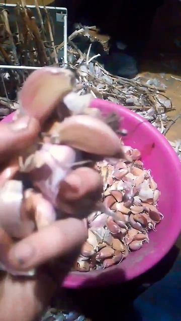 Посадка часника 2 листопада 2024 рік#клубніка #полуниця # смотреть онлайн