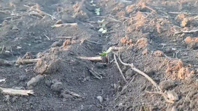 🌱Получили первые всходы на опыте 'Сроки посева' на По? смотреть онлайн