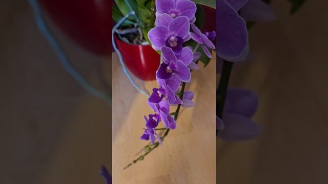 Фиолетовая Королева. Орхидея. Домашнее цветение.Purple Que смотреть онлайн