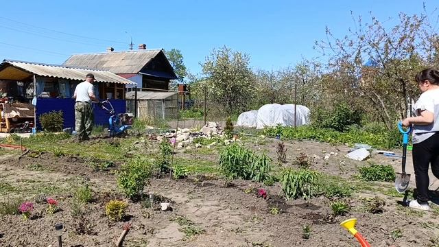 Огородные дела, сажаем цветы ...май 2024