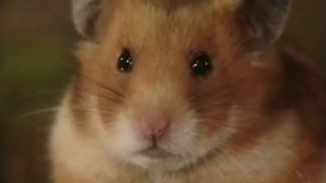 Жил-был хомяк 2 серия Дом в башмаке