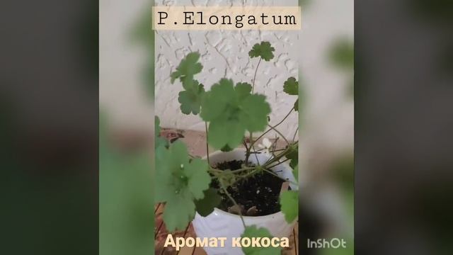 Пеларгония душистая Elongatum с ароматом кокоса смотреть онлайн