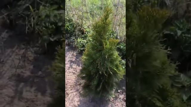 чем подкормить наши туи весной #смарагд #подкормка #ту?