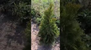 чем подкормить наши туи весной #смарагд #подкормка #ту?