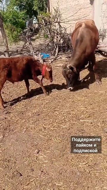 дух есть физика не важно! маленький бычок против больш смотреть онлайн