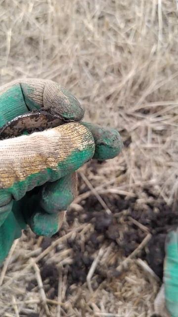 Это он??? #металлоискатель #metaldetecting #находкисметаллоис? смотреть онлайн