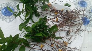 Лавровый Лист и как Размножать