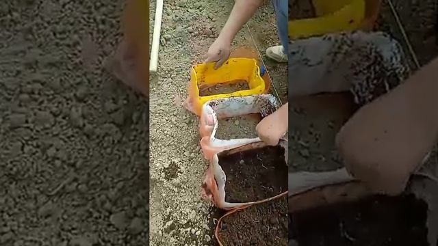 баклажан теплицға егу жолдары. выращивание рассады ба смотреть онлайн