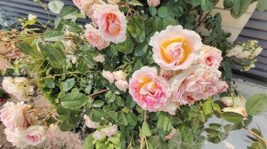 плетистая роза Цезарь