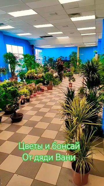 Комнатные растения со всего мира!!! 🌳🌱🪴🌴🌲🌿 смотреть онлайн