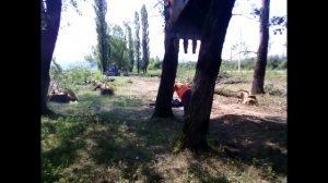 Валка Больших Деревьев экскаватором Подборка Видео №