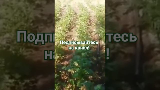 Картофель для ленивых без перекопки. 📙Читайте мои кн? смотреть онлайн