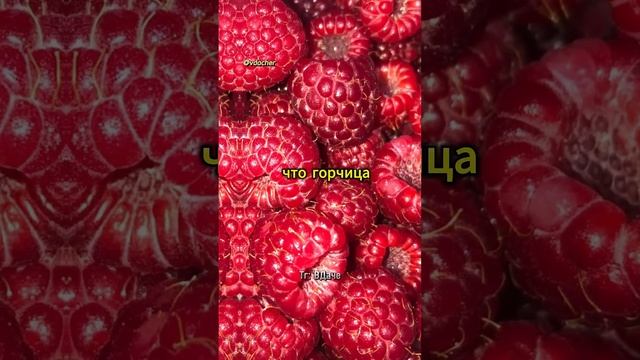 Зачем горчица малине ?🤔 Рецепт раствора от вредителе? смотреть онлайн
