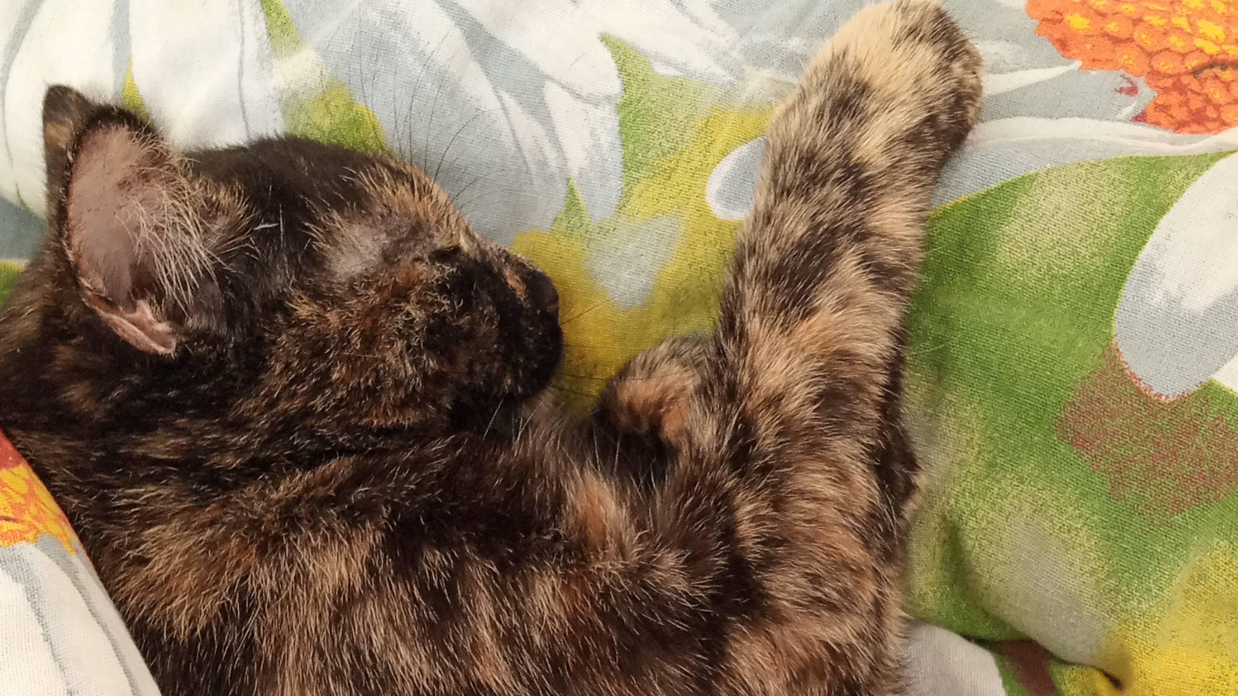 Обустройство бесплатного дома в токе😊