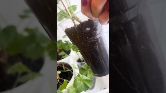 Мои укоренные черенки сортовых пеларгоний🔥🔥🔥#пела смотреть онлайн