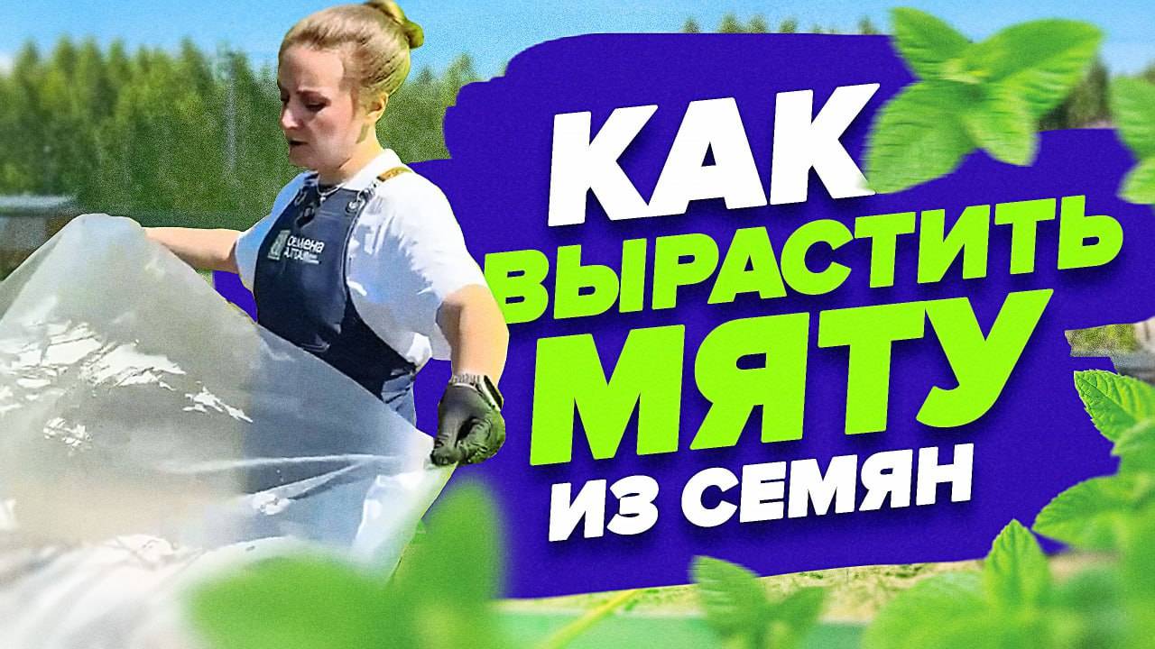КАК ПОСЕЯТЬ МЯТУ смотреть онлайн
