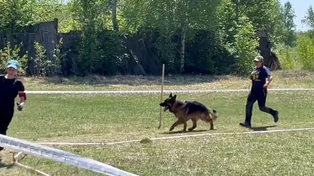 РАБОЧИЙ КОБЕЛИ / КЧК АНГАРСК 25 мая`25 Ю.Скиба Моно немецких овчарок