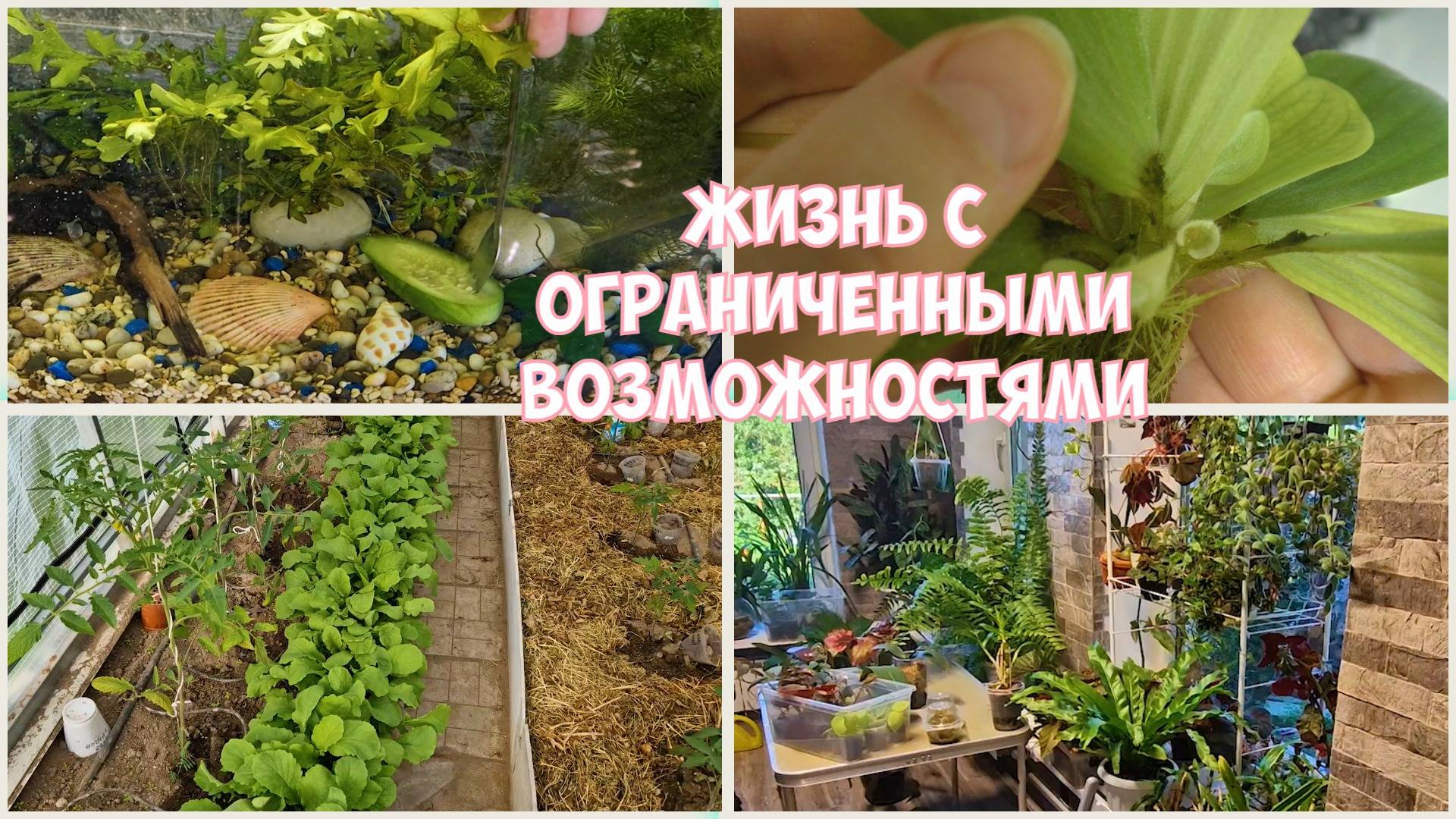 Чищу ВОДОРОСЛИ и кормлю рыб ОГУРЦОМ. Обзор ЦВЕТОВ и О рабочей ЗОНЕ в ЦК. смотреть онлайн