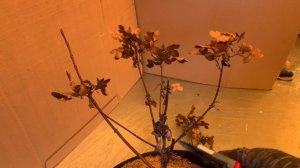 Обрезка карликовой гортензии Полистар  12 02 25