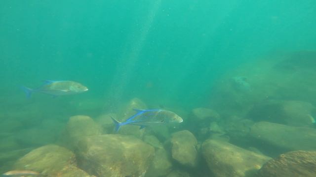 Подводный мир. Шри-Ланка 04.2024 смотреть онлайн