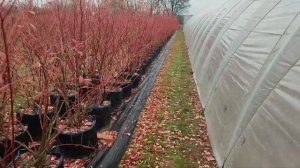 Как сохранить саженцы голубики до весны!