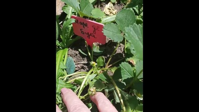 🤩Клубника Мара Де Буа покорила своей красотой.